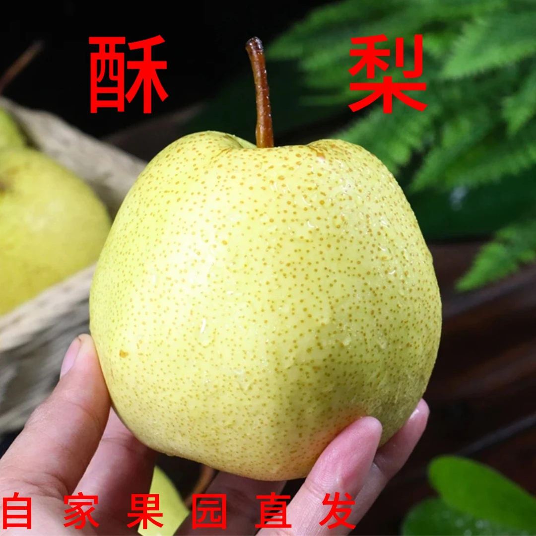 山西酥梨  当季新鲜水果脆甜多汁皮薄老树酥梨果园直发