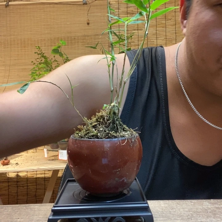 棉*糖一物一拍所见即所得601