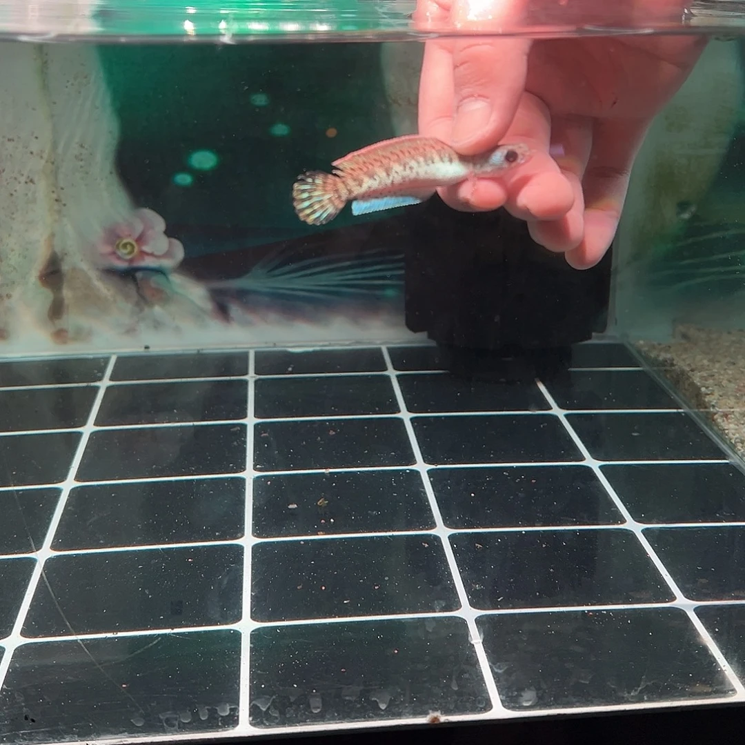 ****嘎海水鱼眼镜蛇专拍链接
