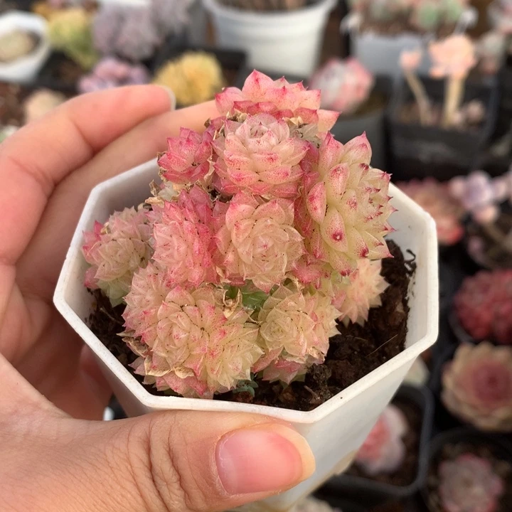 精控麦秆小群多肉