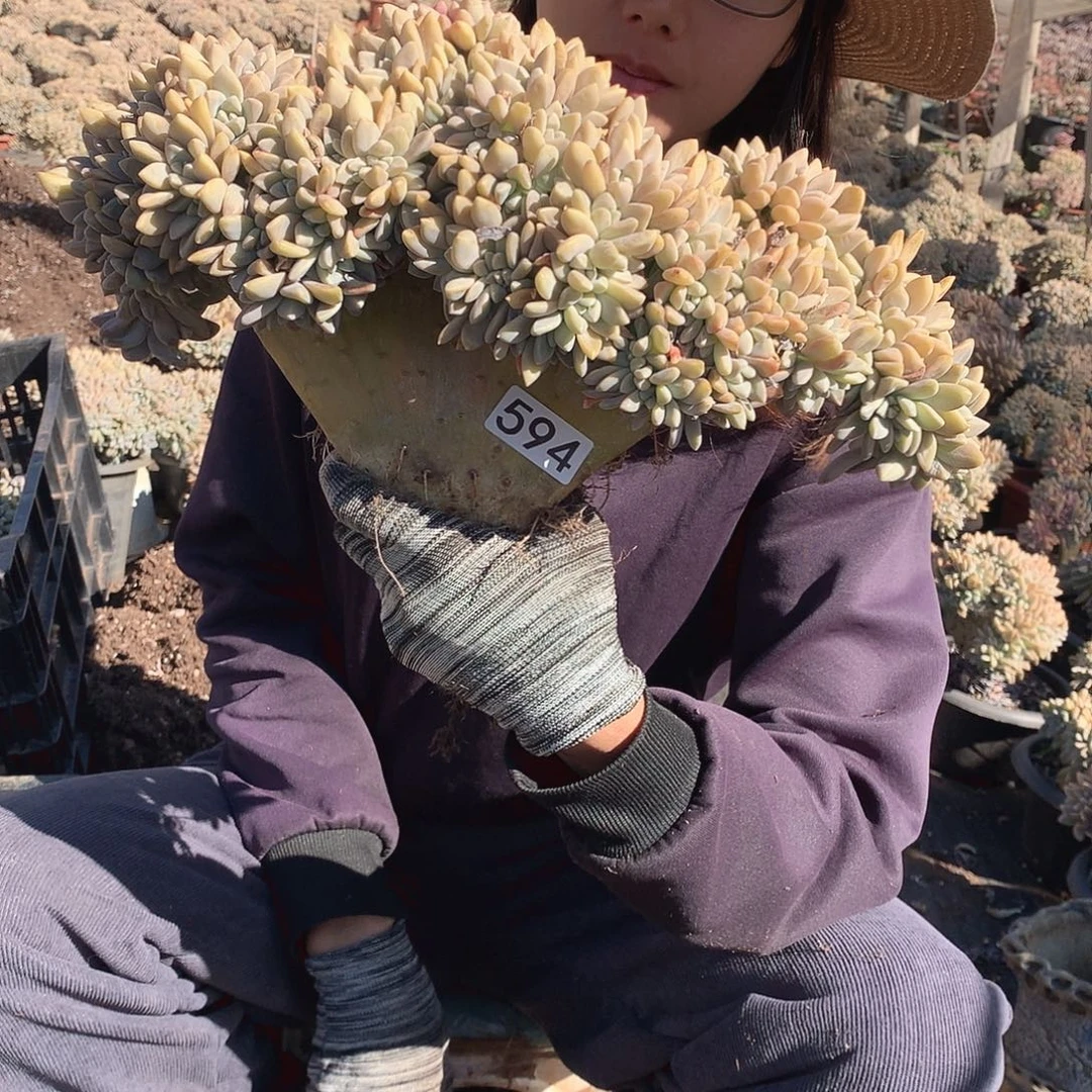 594微瑕淡雪缀 一物一拍