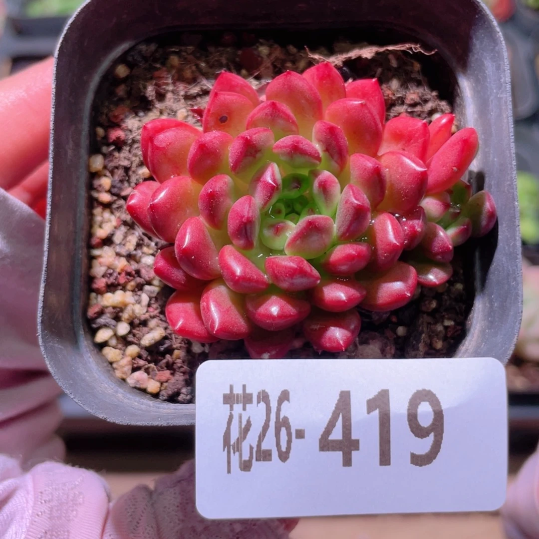 花利美26-419红宝石