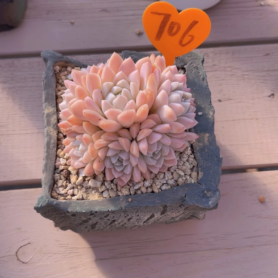 明*706号多肉植物一物一拍