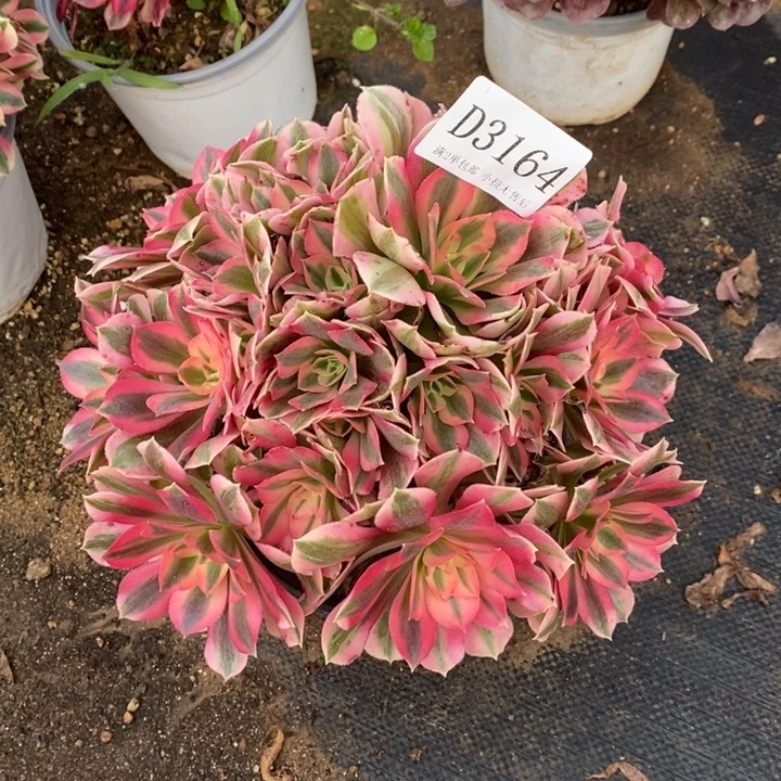 3164粉女巫多肉植物