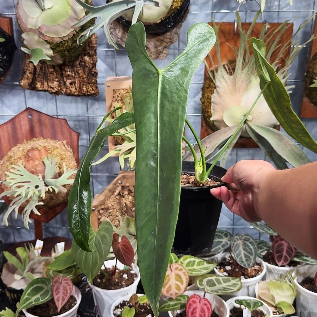 完全开放圣灵花烛