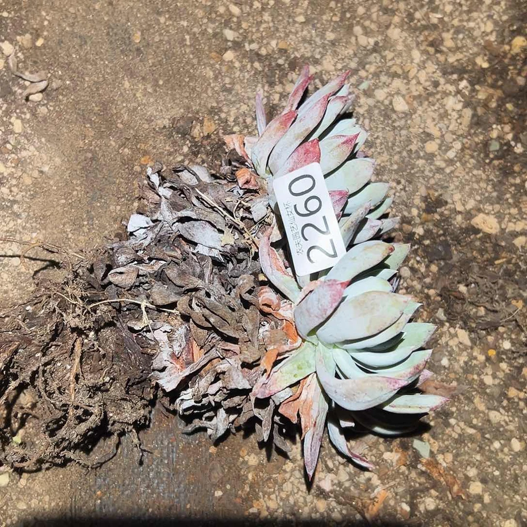 用****2阿金尼仙女杯多肉。