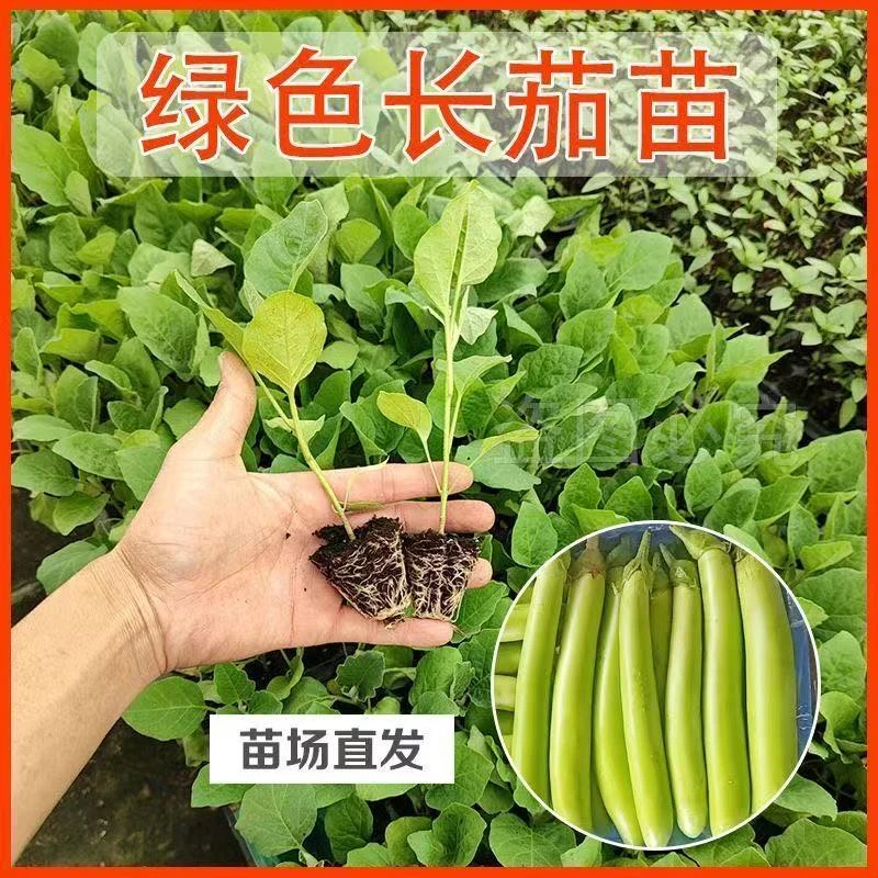 绿长茄种子种籽孑绿皮绿色青茄子苗秧早熟耐热秧苗四季盆栽蔬菜