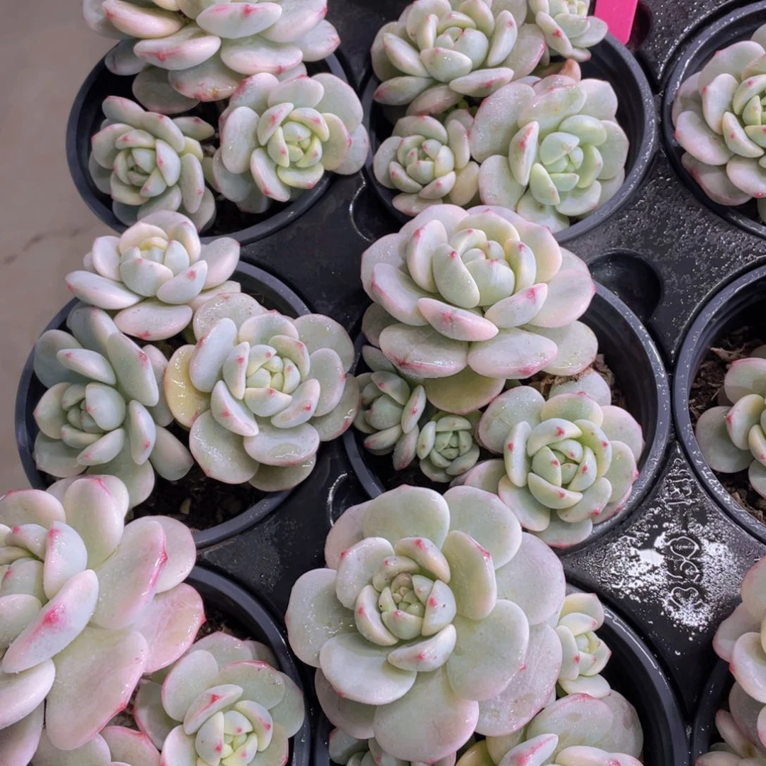 743号 多头香草锦一颗