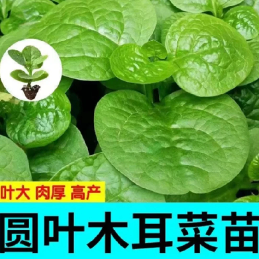 【山东寿光发货】大叶木耳菜苗春季家庭盆栽种植地栽种植