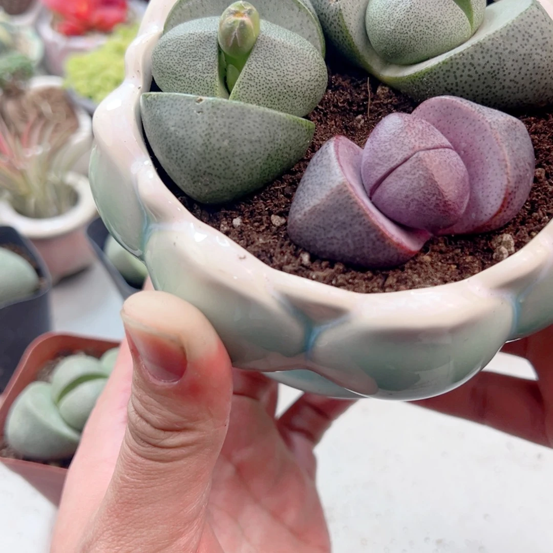 紫色元宝多肉植物