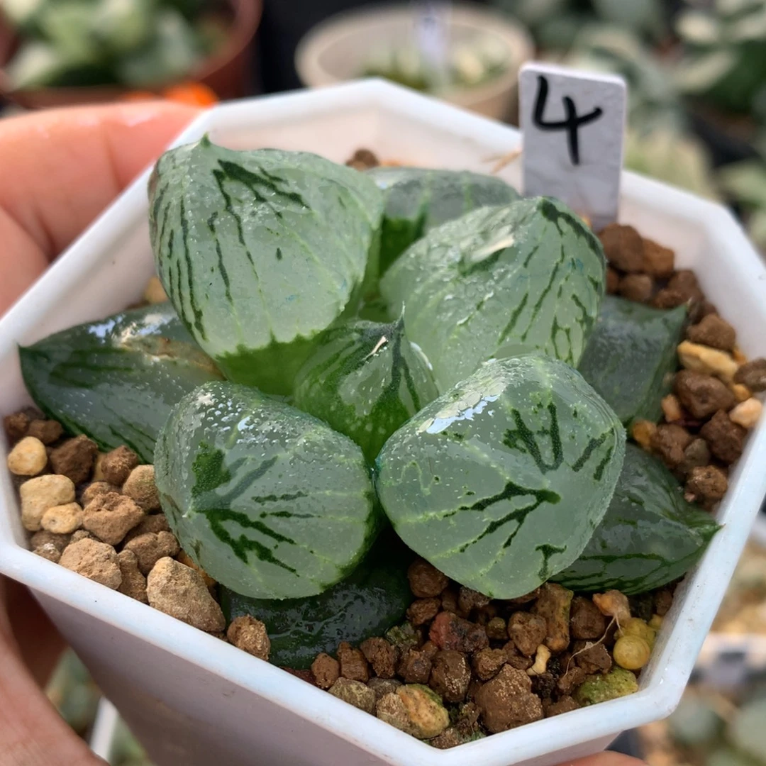 杨贵妃，带盆土发货