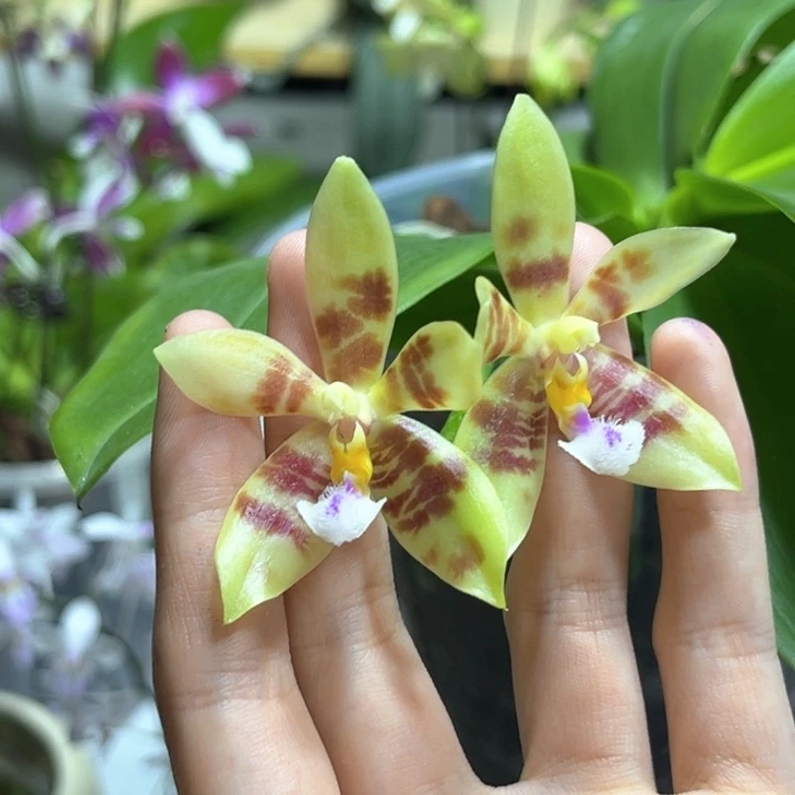 完全开放4寸21HB开花株
