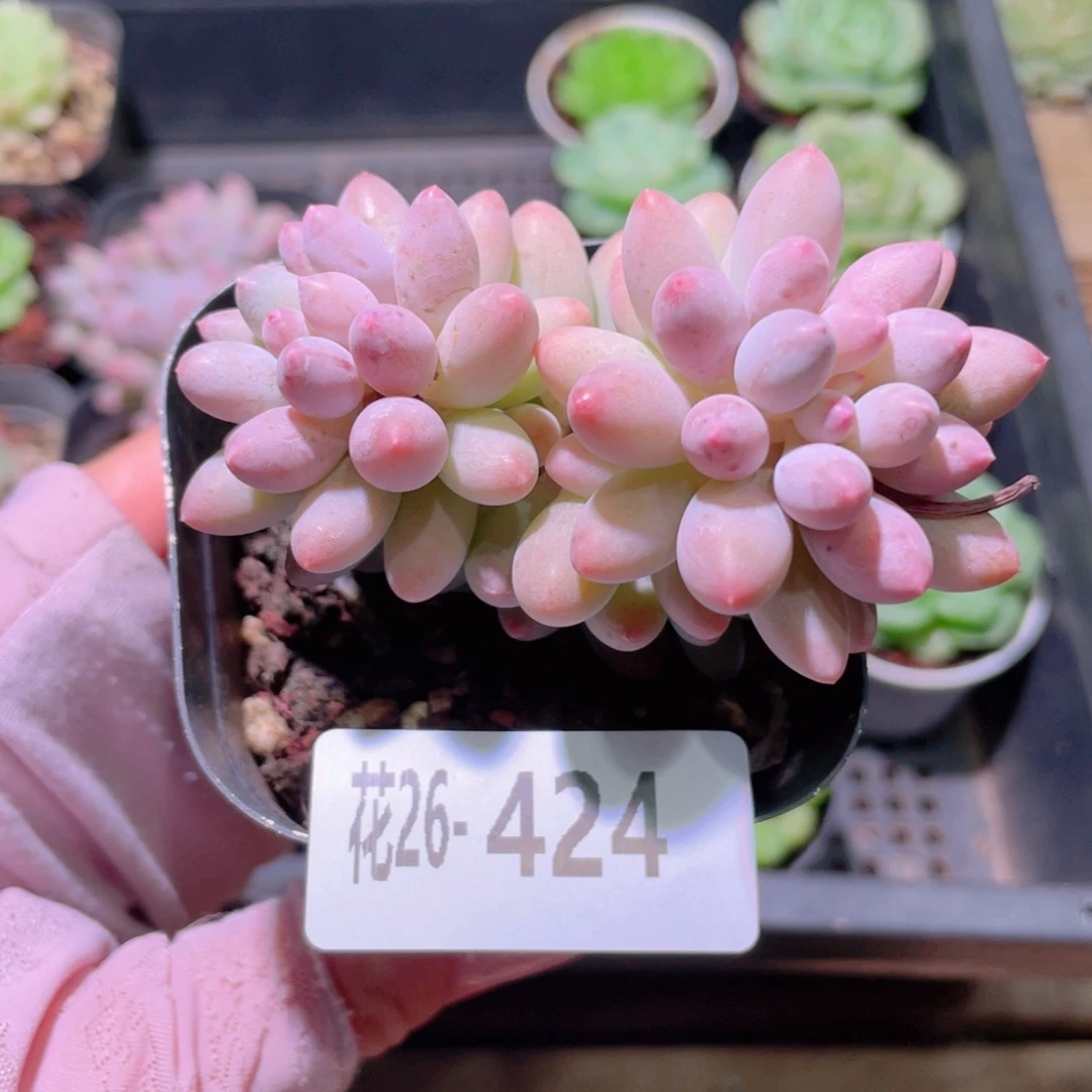 花利美26-424婴儿手指