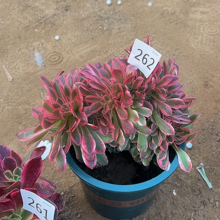 262粉女巫缀化新