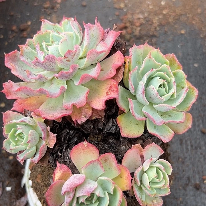 无花朵180杯海啸。