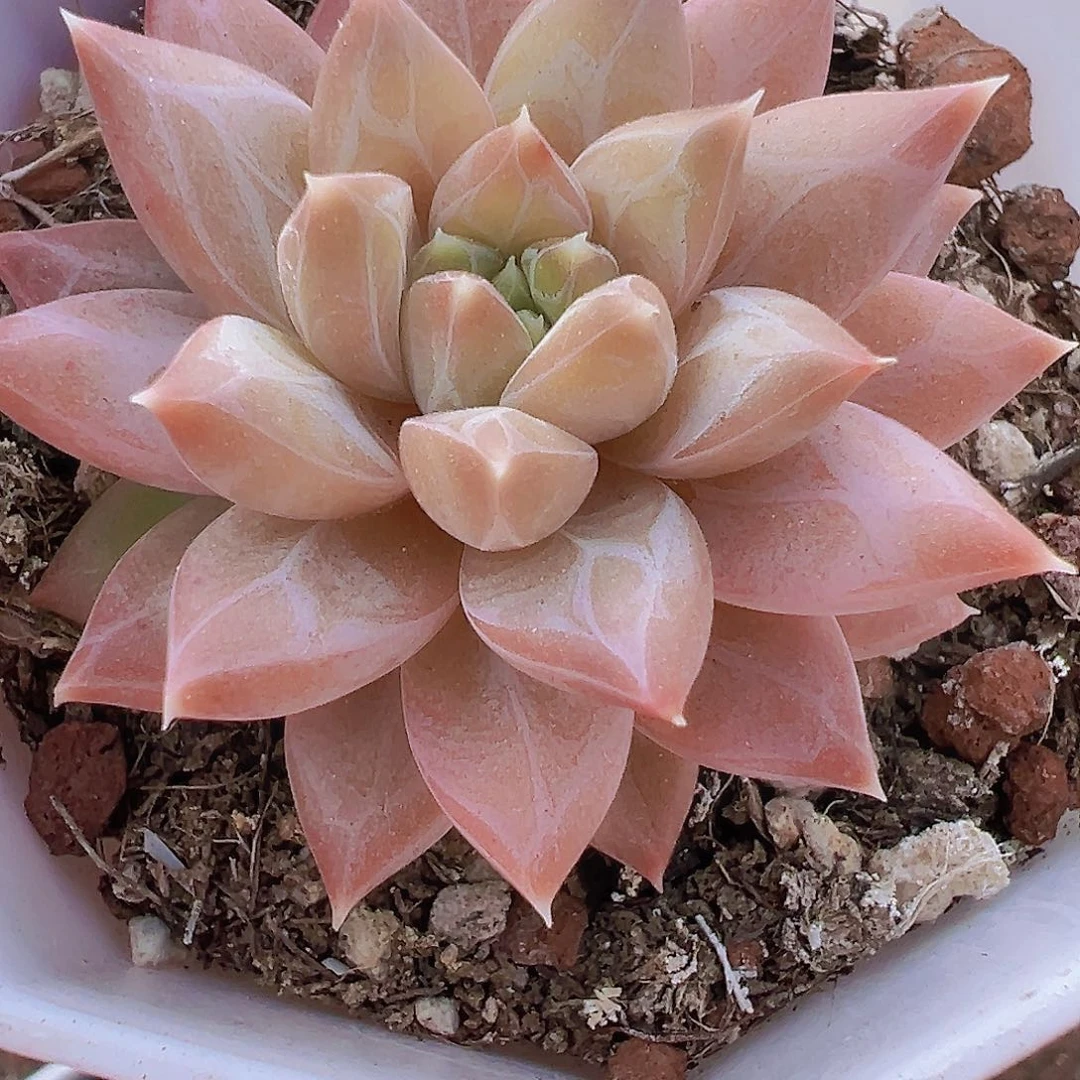 单头伊卡鲁斯19包邮多肉