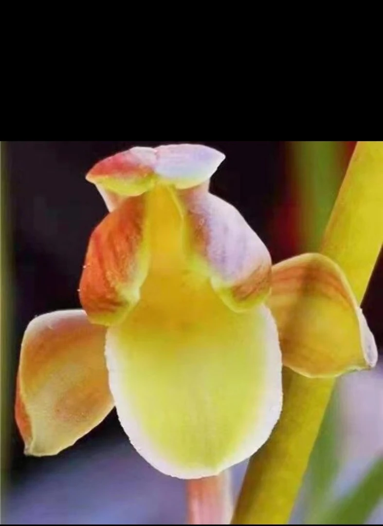 绿植盆栽一物一拍