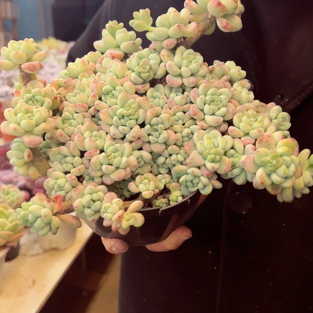 劳尔整装多肉植物
