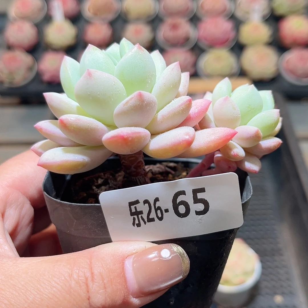 乐26-65 玉兔双头