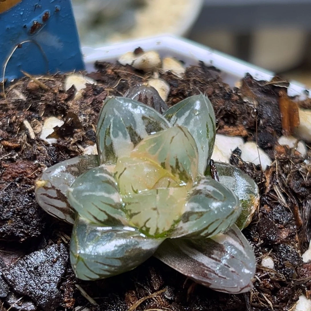 恭喜发财大吉大利0124