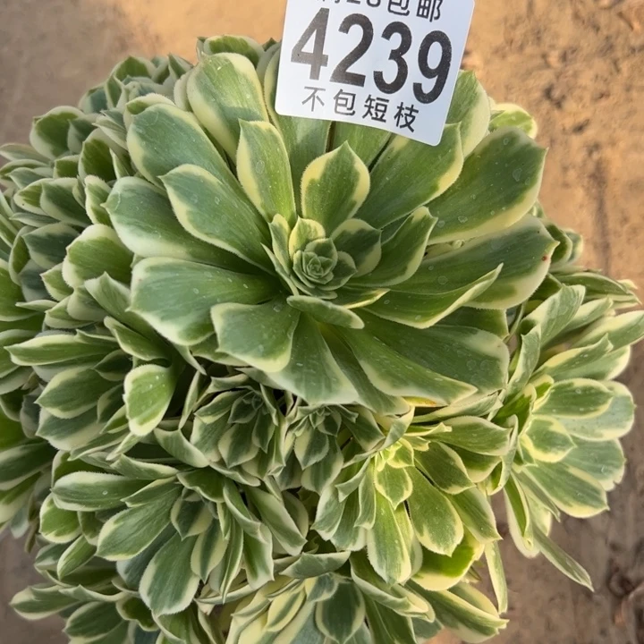 迈巴赫多肉植物法师4239