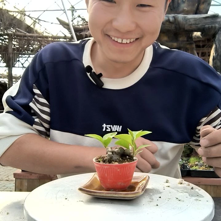 娃*小盆景小植物一物一拍160