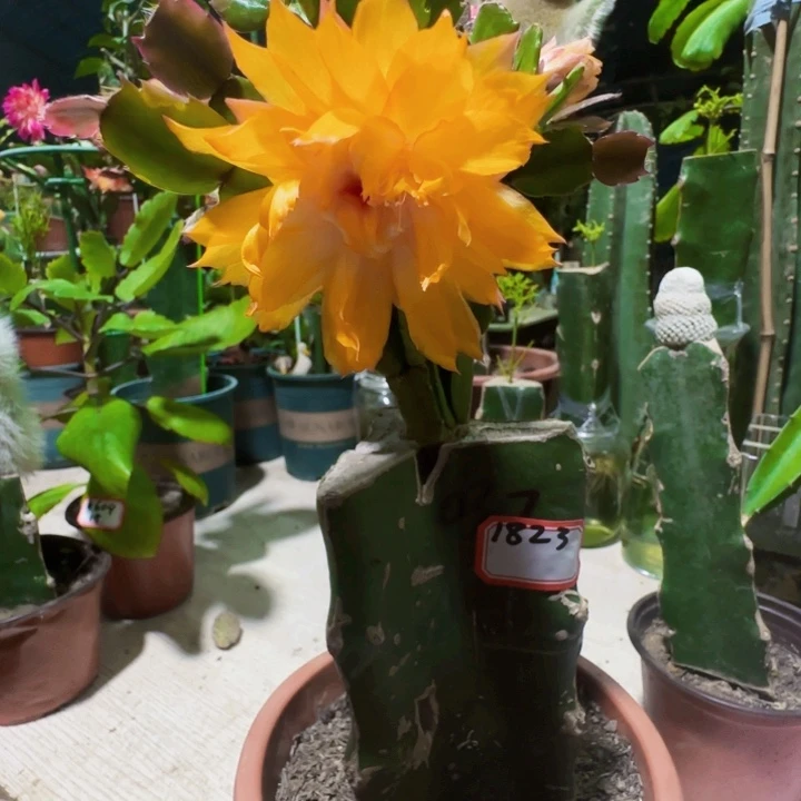 血***漫无花朵037大棵…………