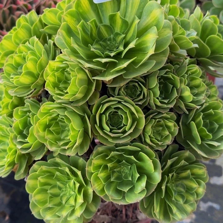 0000000000762夜光杯