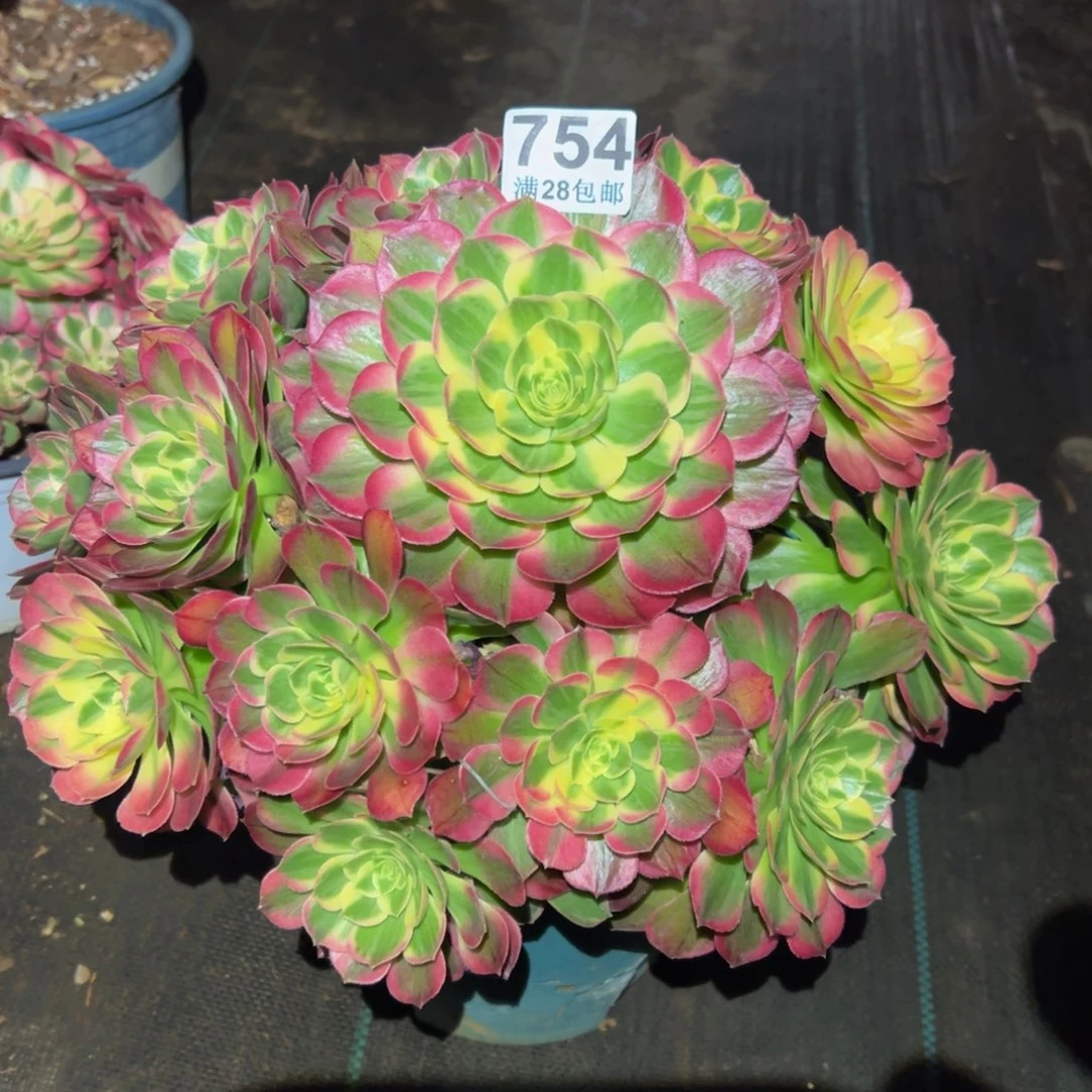 三***少多肉植物754不包断枝