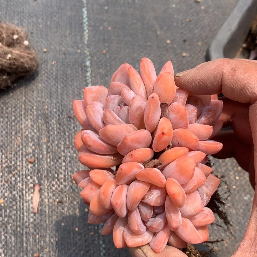 中有这样一些问题也