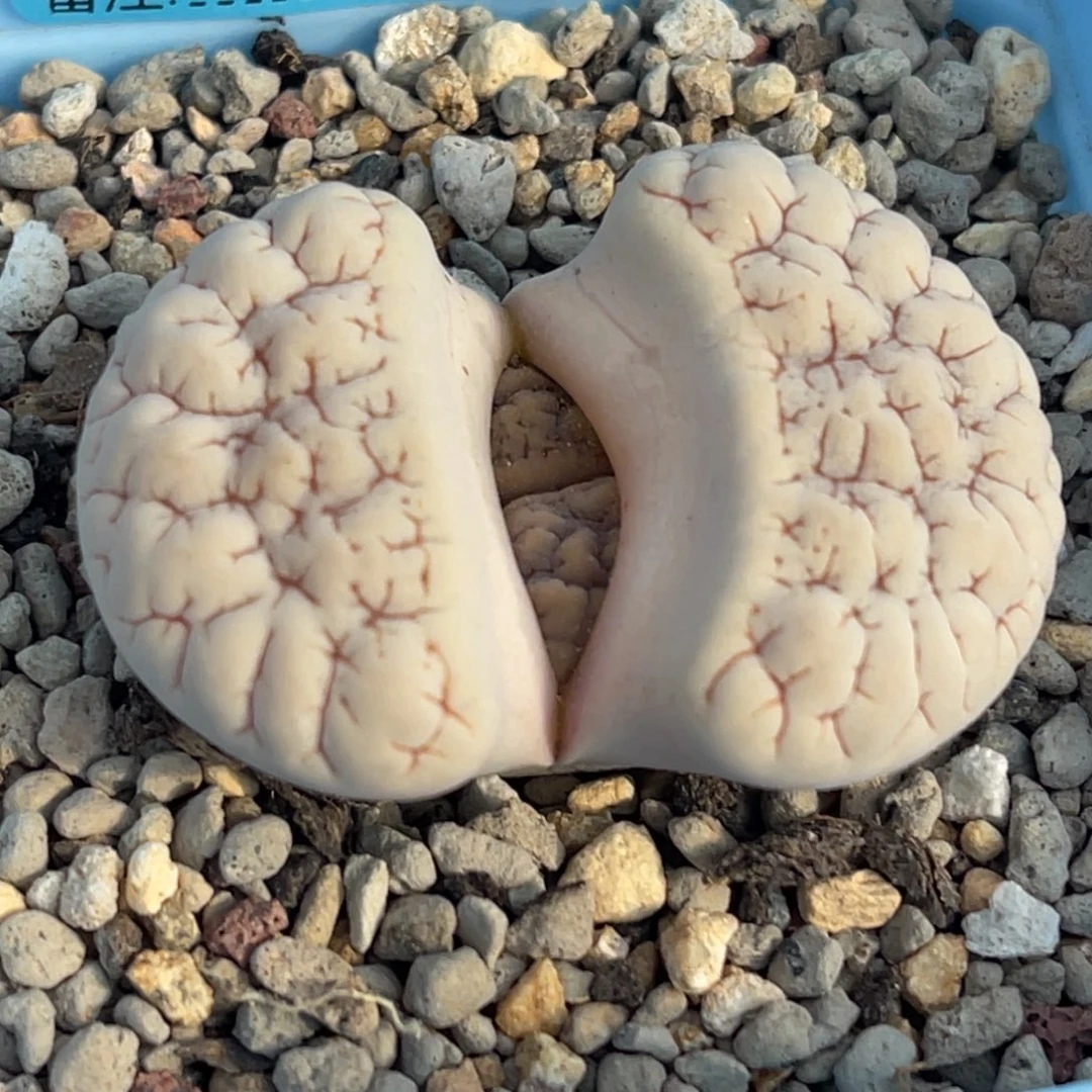 7930凹凸脑纹189一颗