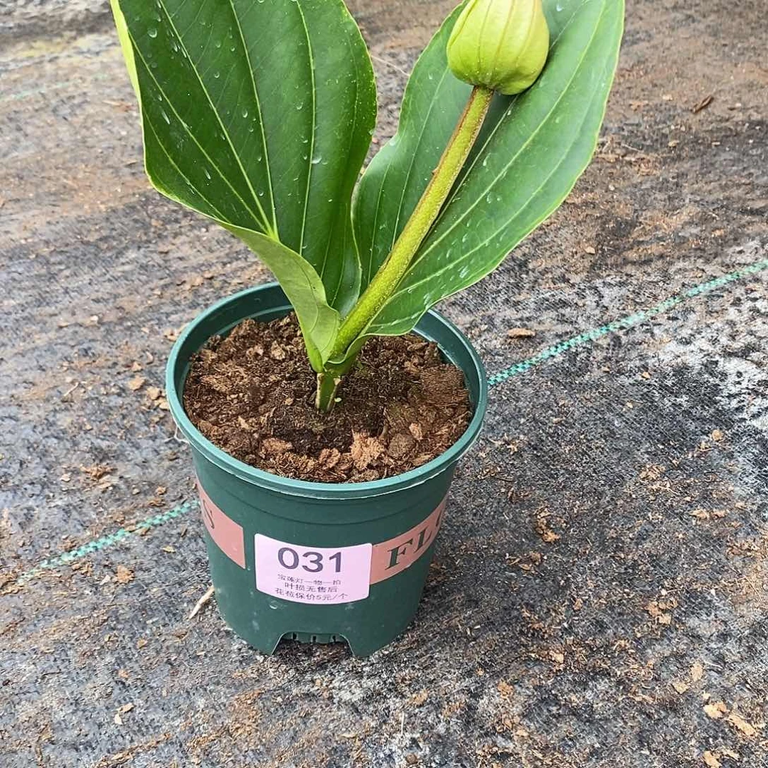 木本植物坚*木本花卉031
