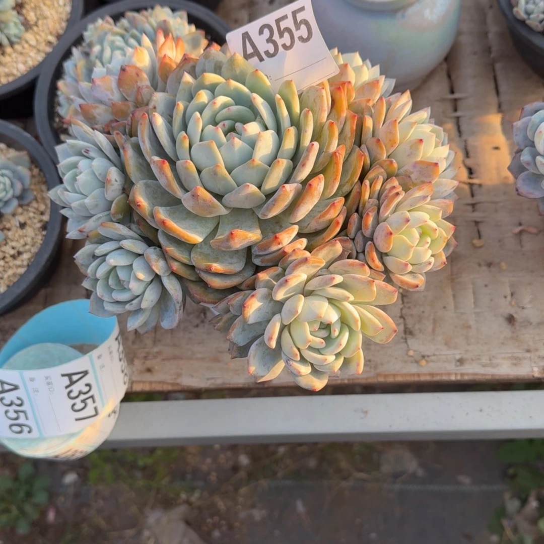 ?****?星影呀呀呀呀呀呀