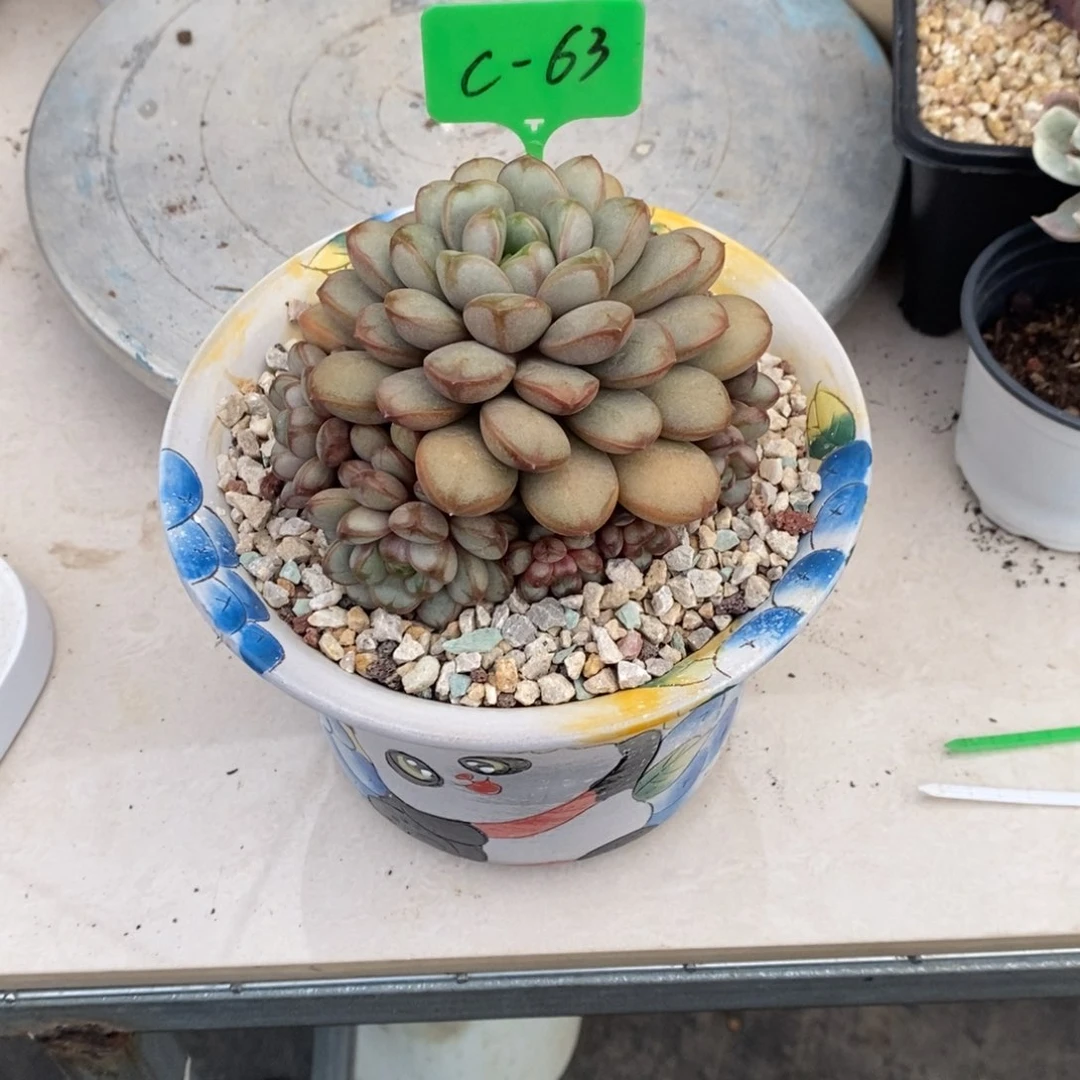 宁****卿一物一拍如图所见63