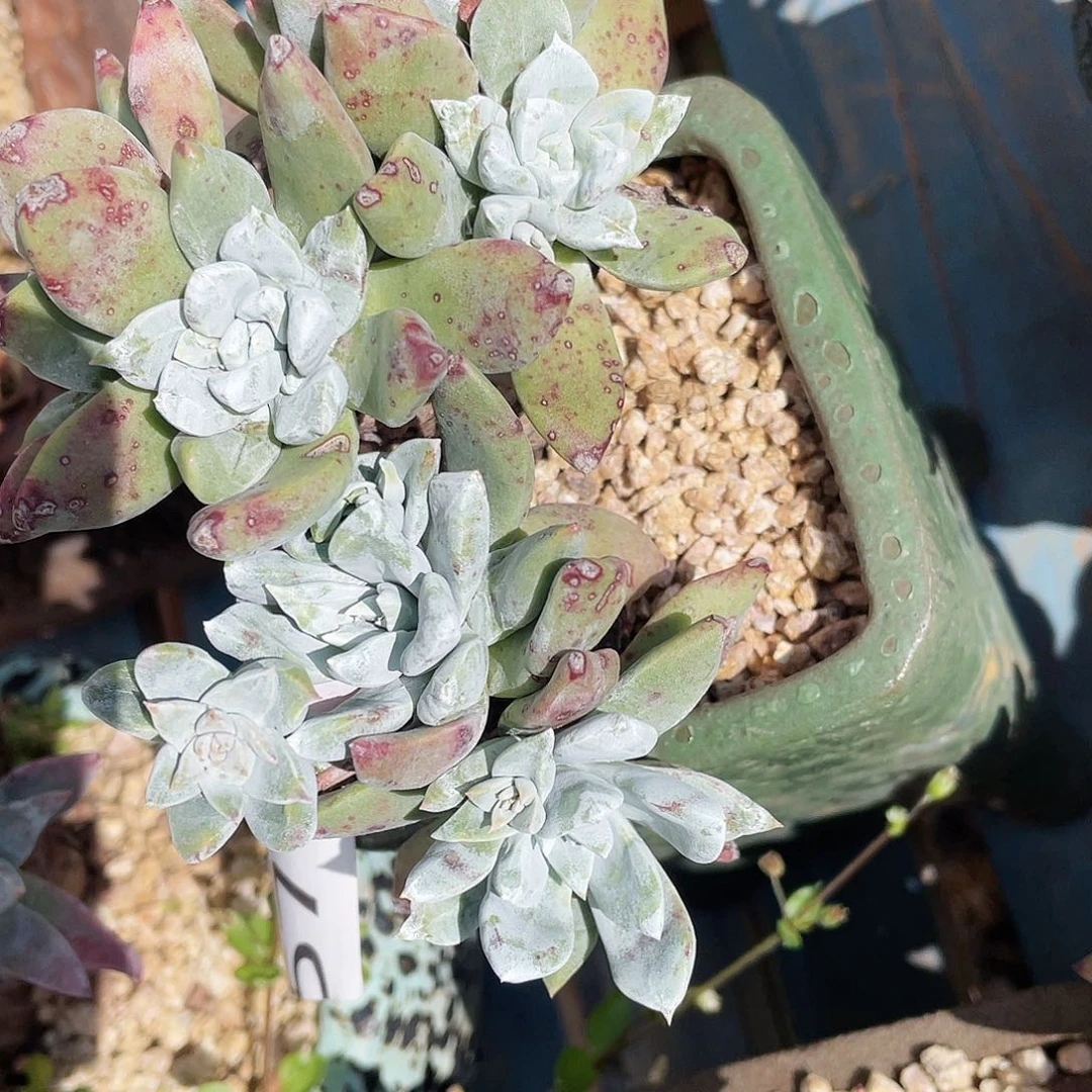 原产地花朵苹果叶5711