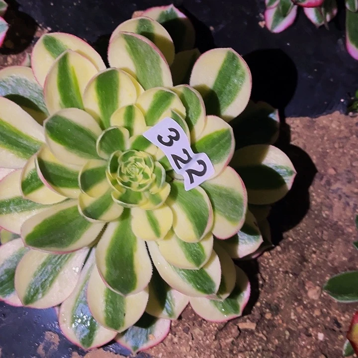 322红楼梦多肉植物处理不售后