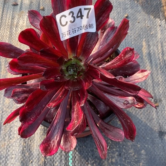 347仙墨变异多肉植物