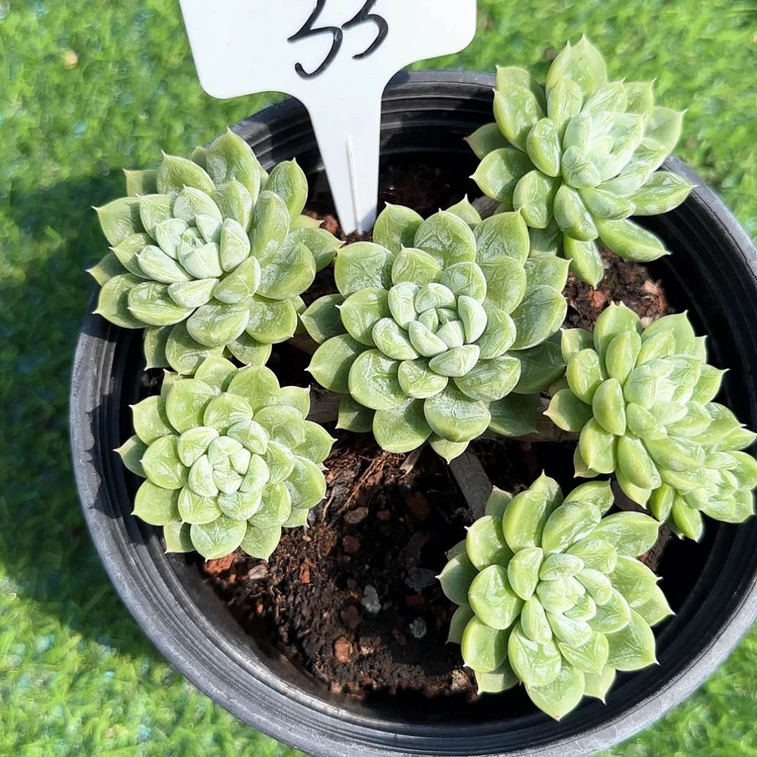 福****多肉一物一拍jjljljl