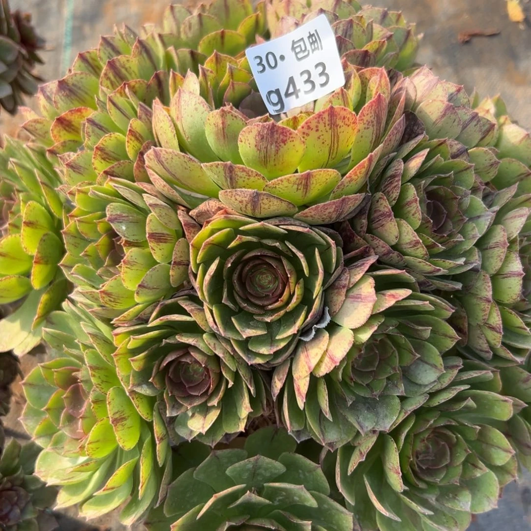 433万拉丝多肉法师