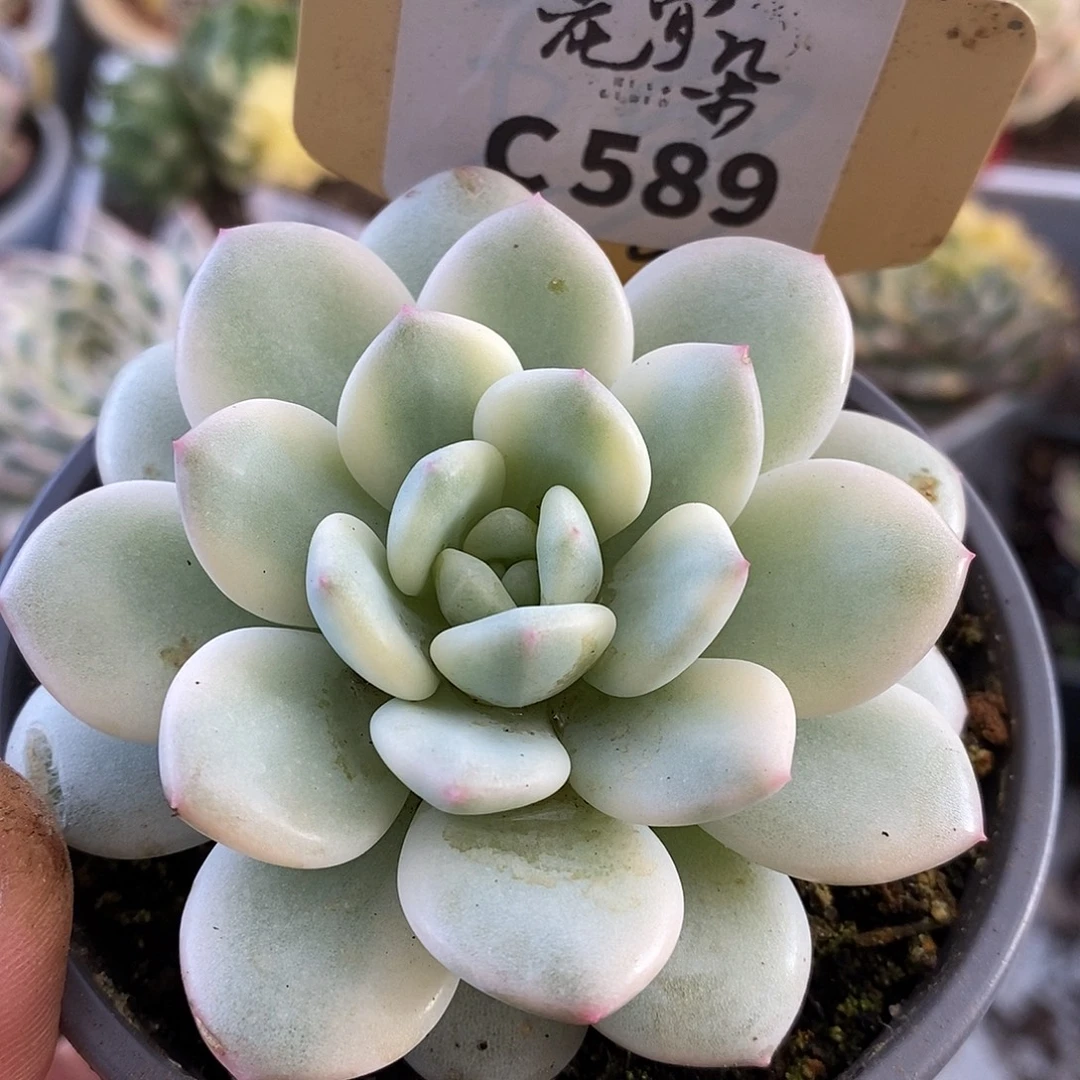 589新香水哈哈哈哈哈