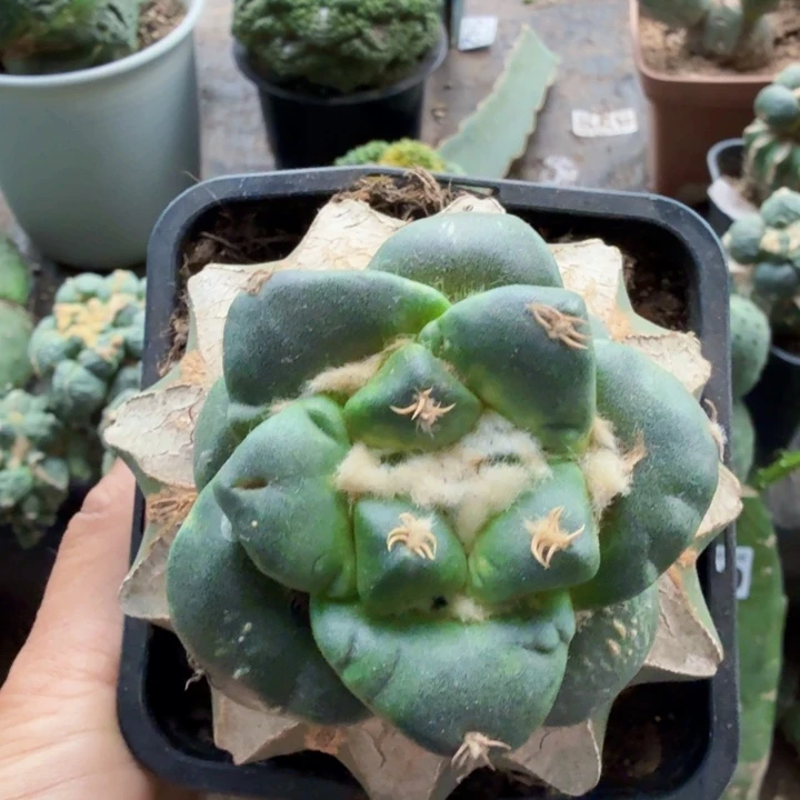 067福利牡丹仙人球