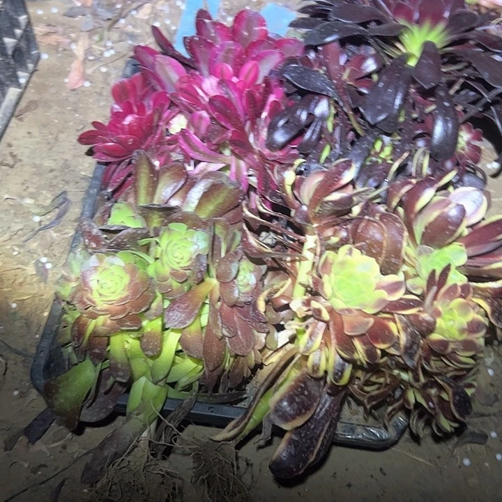 兔****?一物一拍不售后24