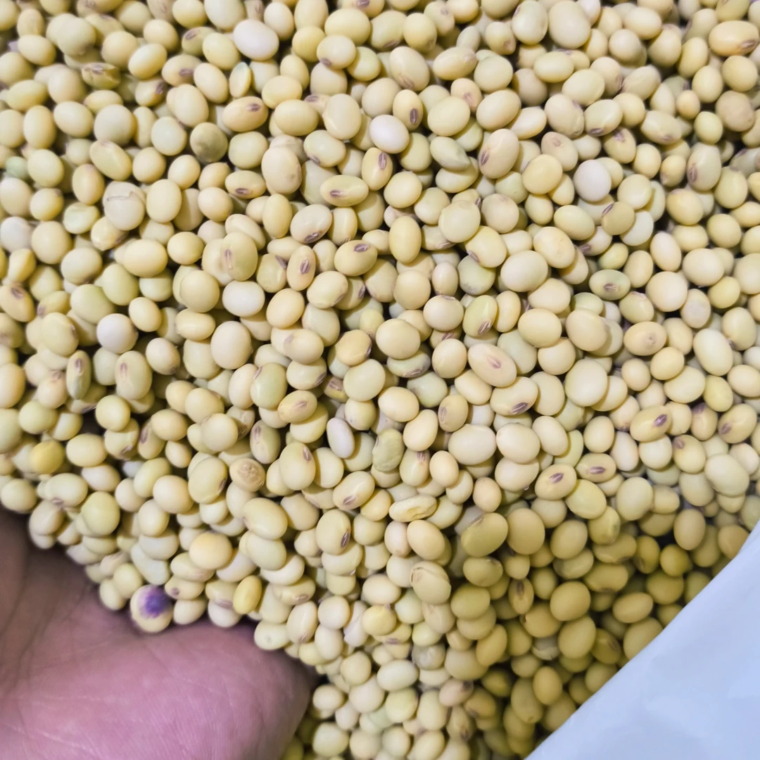 贵州农家自种土黄豆小黄豆营养健康