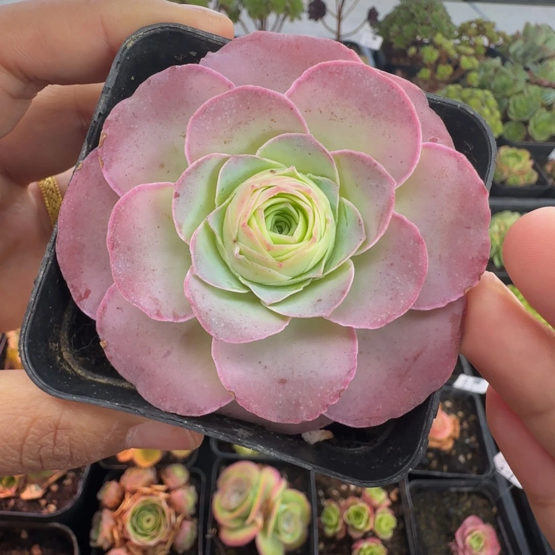 新品L670半城玫瑰不含盆土