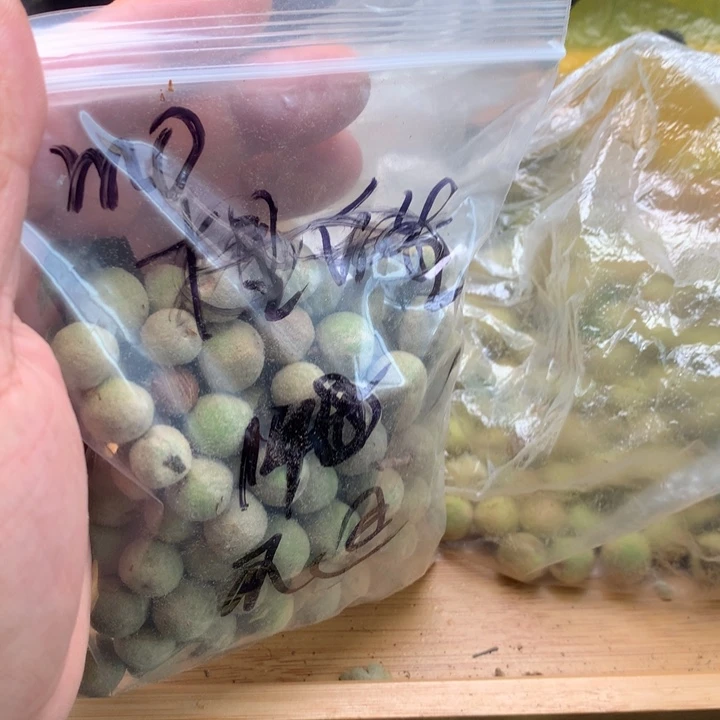 m****文玩核桃吊坠野生精品小核桃散籽