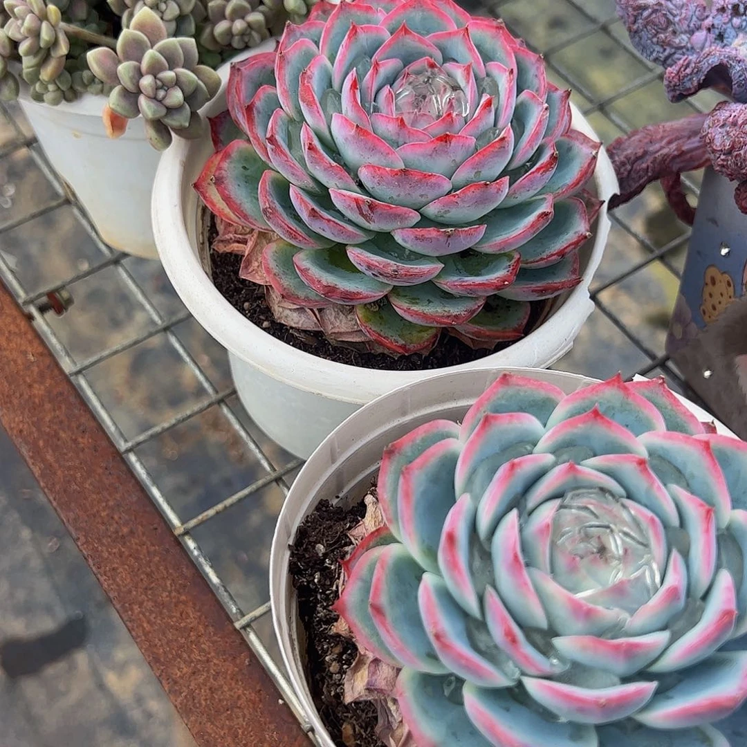 侧影大单头精品特价