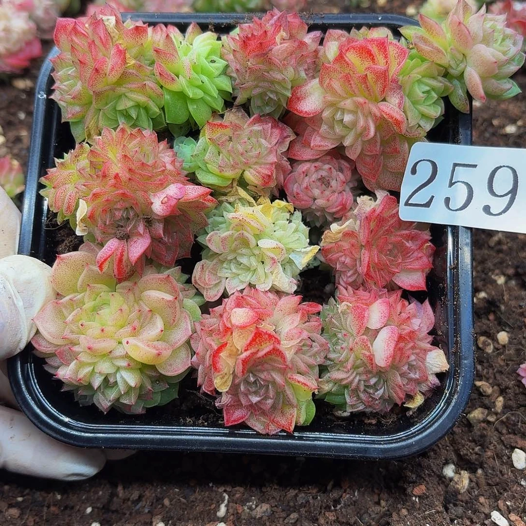 多肉植物多肉植物259