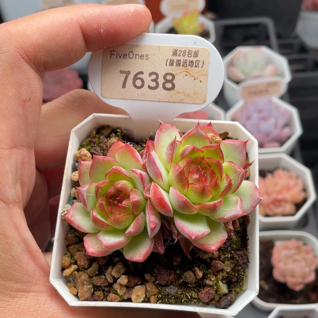 女王7638-6.5厘米