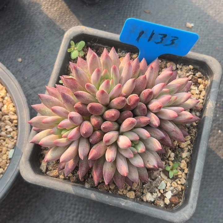 无花朵思*多肉葡萄干和草莓干都