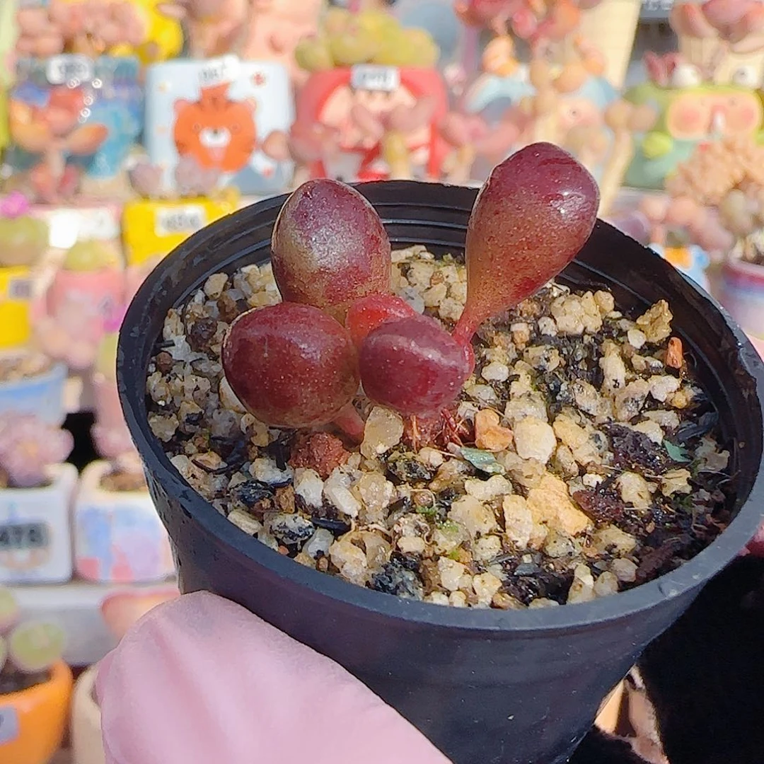 L 可爱小鼓槌 盆口2.5cm
